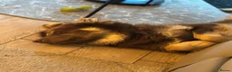 Mixed Breed dogs for stud: German Shepherd/Alaskan Malamute Isabella coat - Advert 4