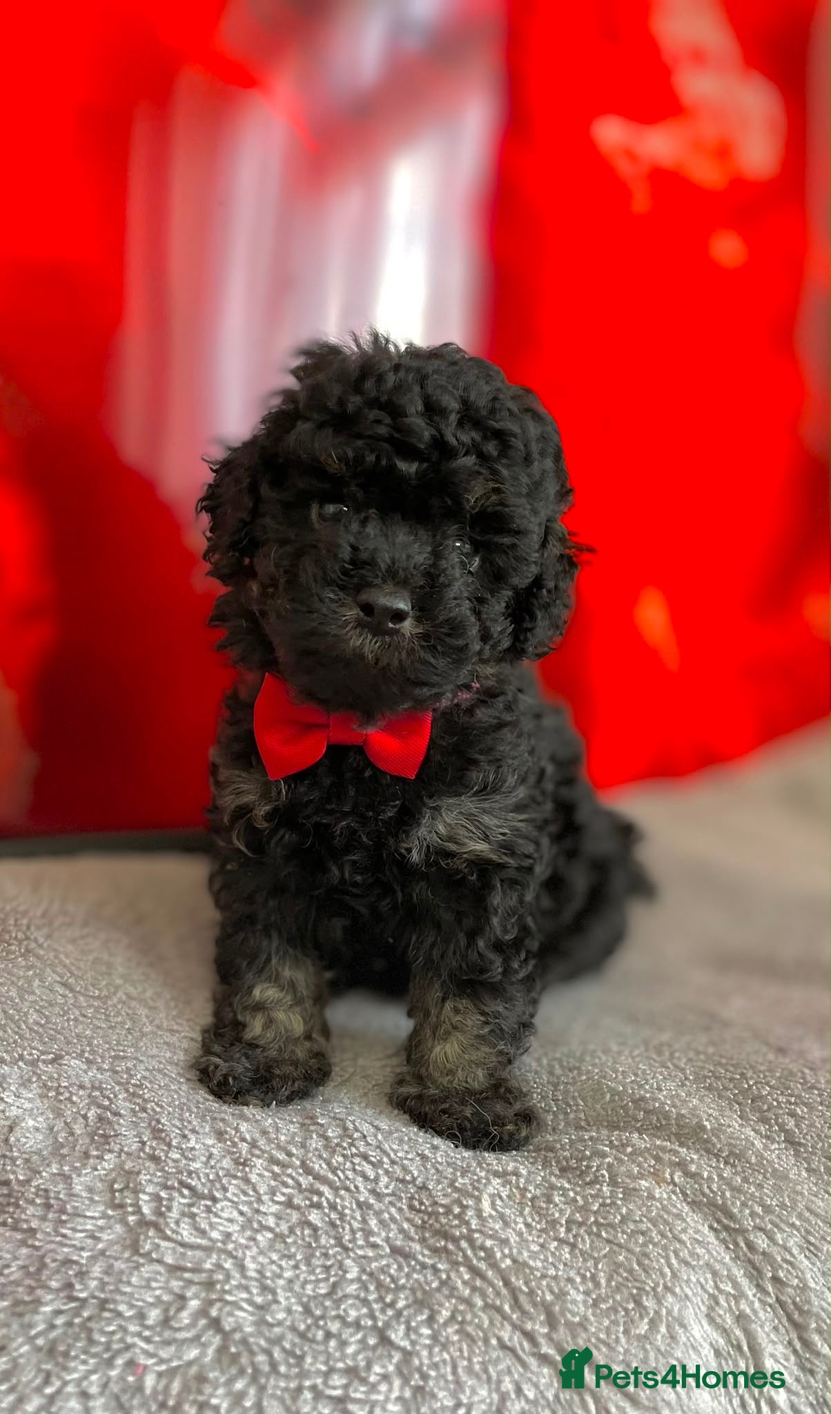 Cavapoo dogs 1 Outstanding tiny Cavapoo puppy boy - Advert 10