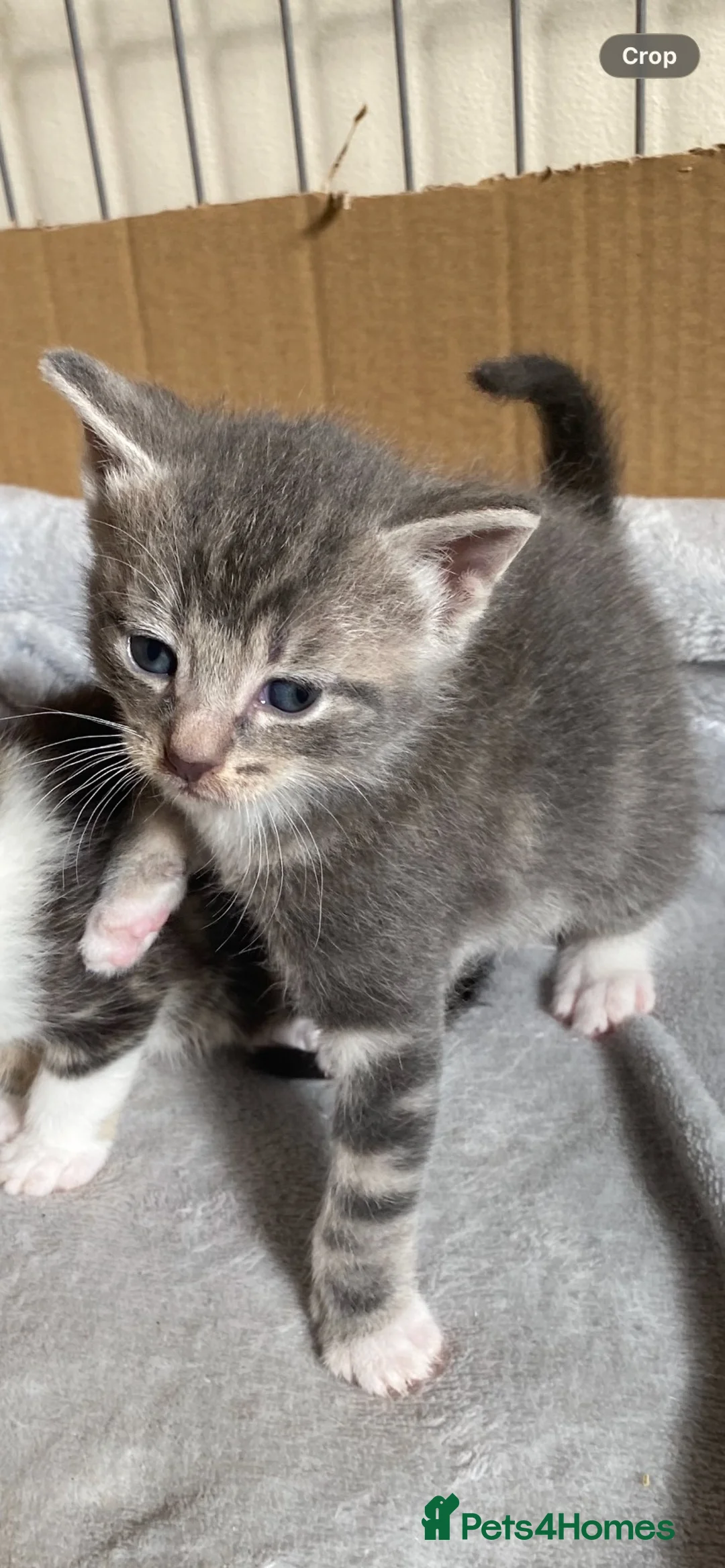 Mixed Breed cats for sale: 4 Adorable Mixed-Breed Kittens — 2 Girls & 2 Boys in Colchester - Advert 2