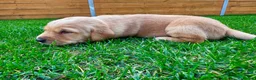 Goldador dogs for sale: Beautiful Golden Goldador Babies 🐾🐾🐾 - Advert 13