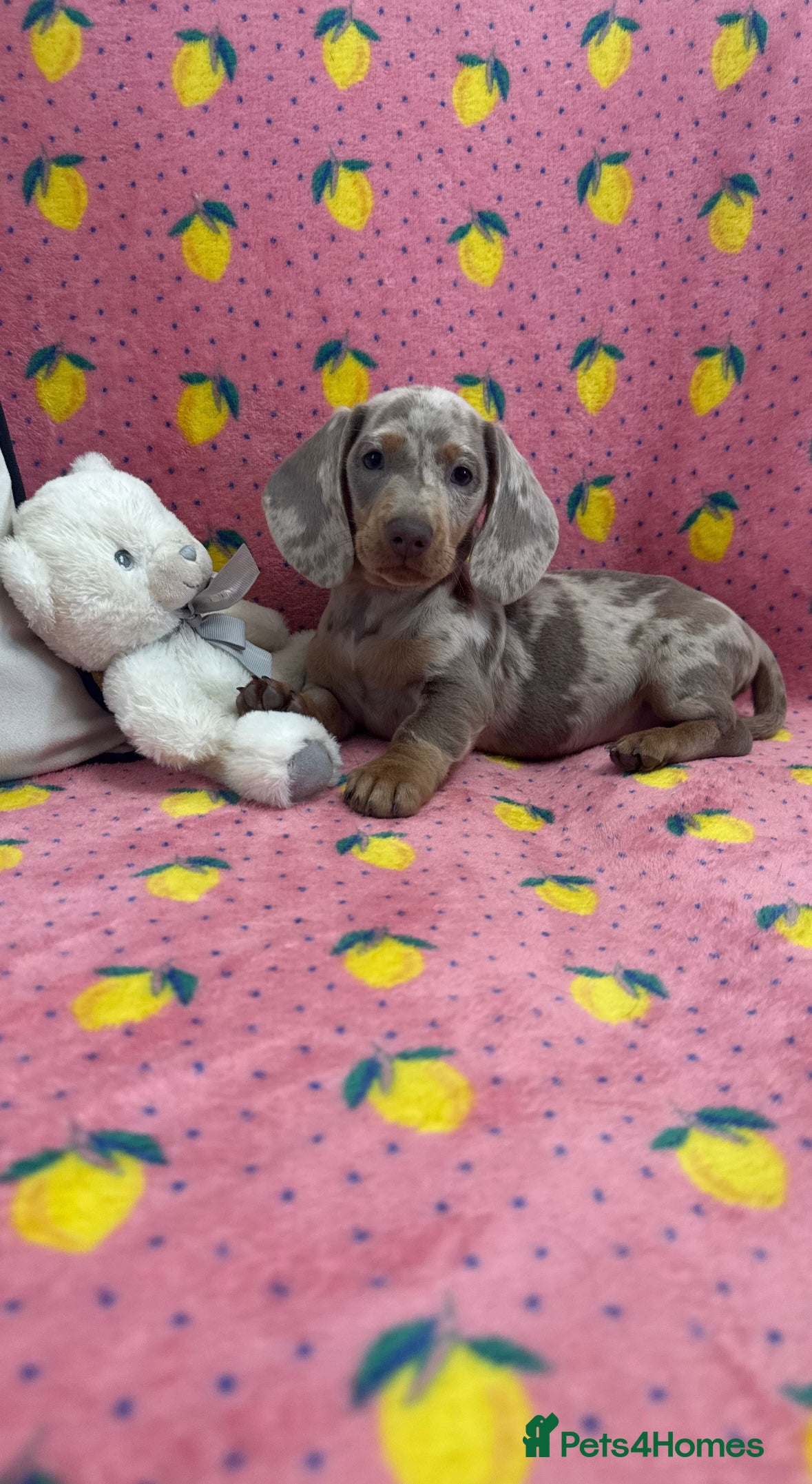 Miniature Dachshund dogs Quality miniature dachshunds ready now 🏡🔥 - Advert 2