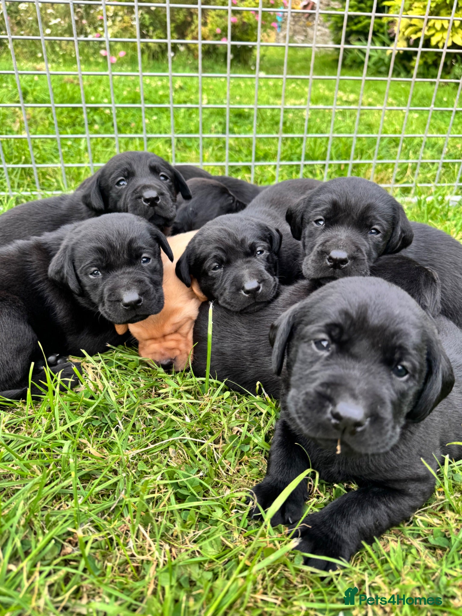 Labrador Retriever dogs Exceptional KC Labrador Puppies from Working Line  - Advert 1