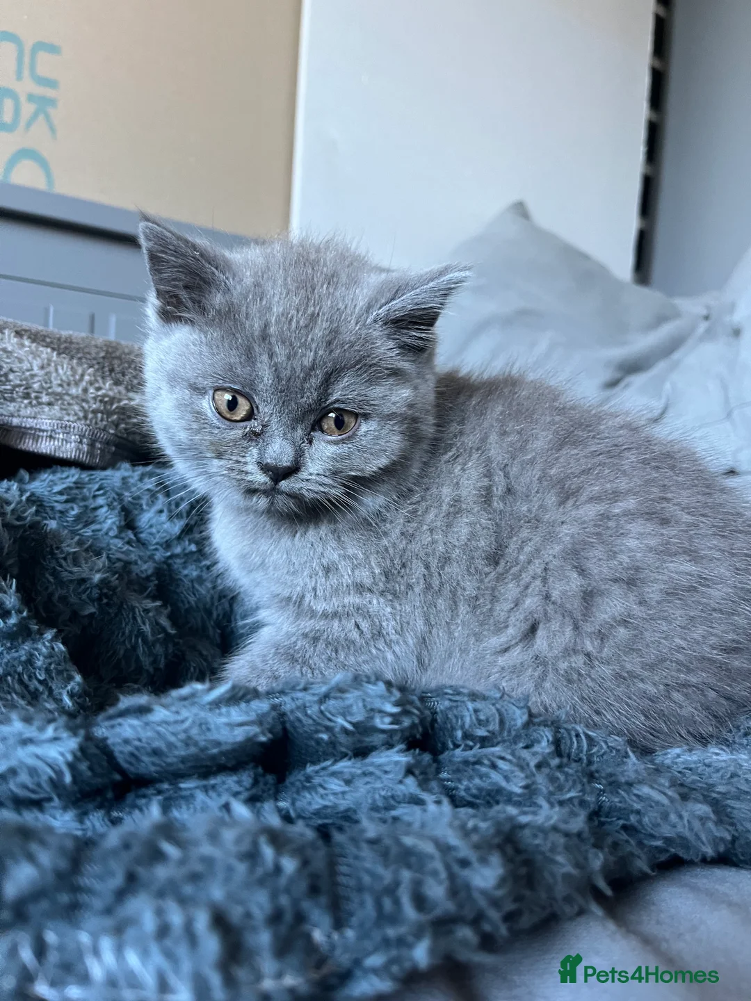 British Shorthair cats for sale: Lovely british shorthair kittens  - Advert 8