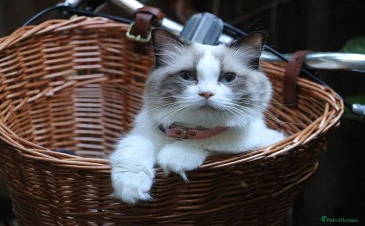 Ragdoll cats - Advert 2