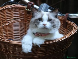 Ragdoll cats - Advert 16