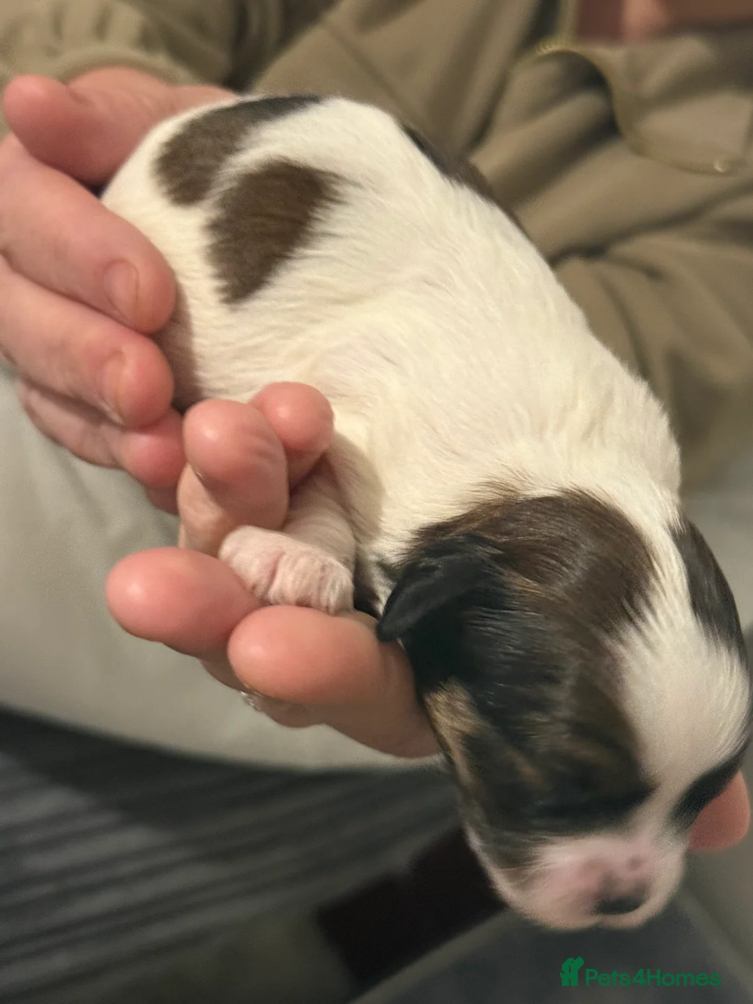 Shihpoo dogs for sale: 3x Shihpoo Male Puppies for sale - Advert 19