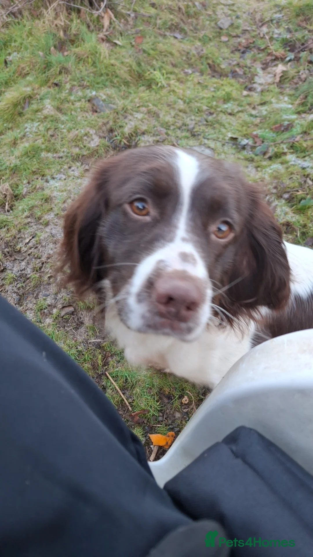 English Springer Spaniel dogs for sale: English springer spaniel  in Neath - Advert 7