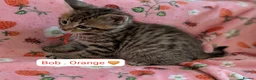 Maine Coon cats for sale: Maine Coon Cross Kittens - Advert 29