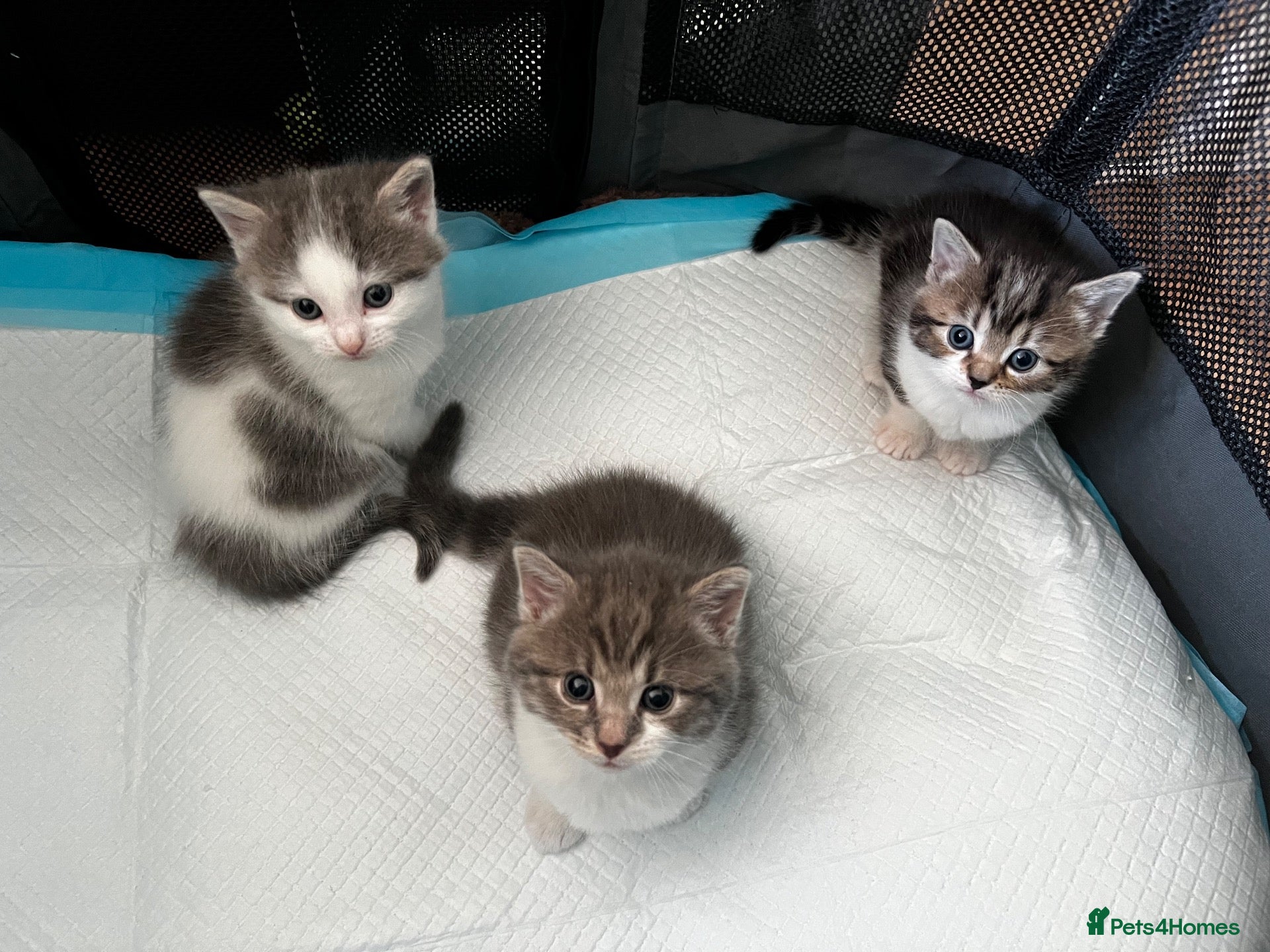 American Shorthair cats 3 Little Tabbies Looking for Their Forever Homes! - Advert 1