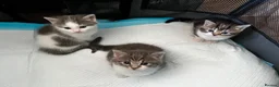American Shorthair cats for sale: 3 Little Tabbies Looking for Their Forever Homes! - Advert 1
