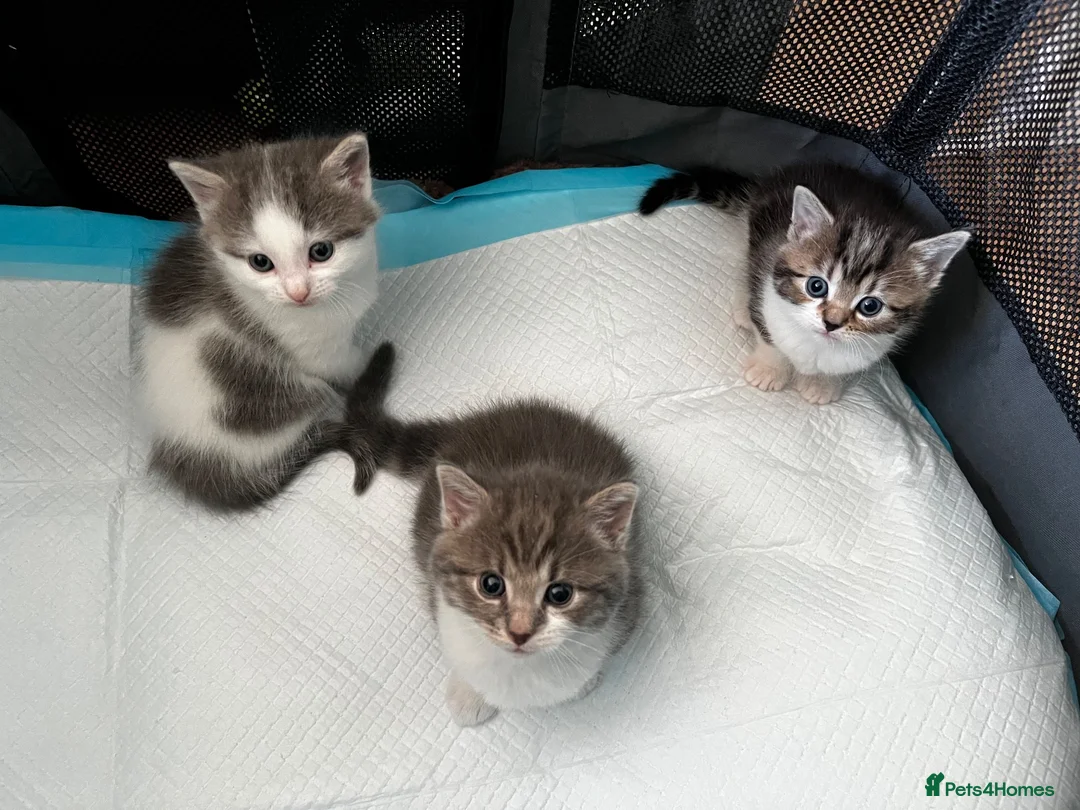 American Shorthair cats for sale: 3 Little Tabbies Looking for Their Forever Homes! - Advert 1