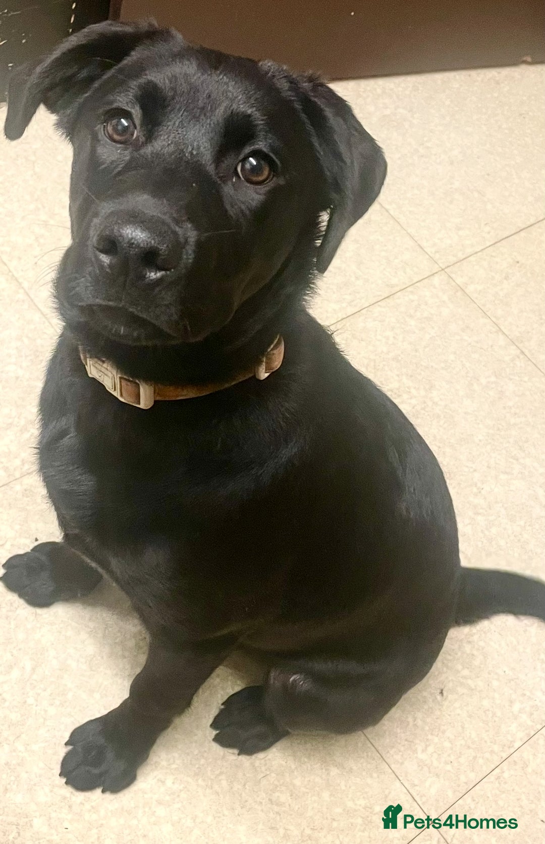 Mixed Breed dogs for sale: 2 beautiful nearly 6 month girls  - Advert 10