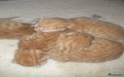 Mixed Breed cats for sale: Kittens ready for forever home - Image 19