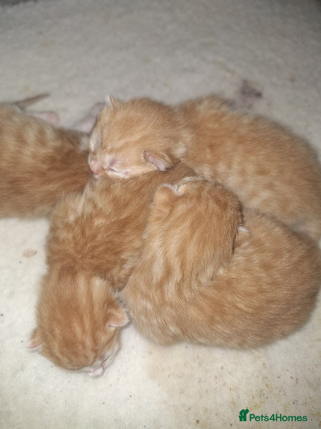Mixed Breed cats for sale: Kittens ready for forever home - Image 19