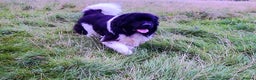 Newfoundland dogs for stud: KC registered health tested Landseer Newfoundland  in Ilkeston - Advert 7