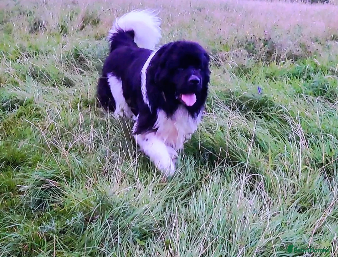 Newfoundland dogs for stud: KC registered health tested Landseer Newfoundland  in Ilkeston - Advert 7