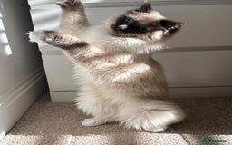 Ragdoll cats for sale: Male Ragdoll for sale - Image 2