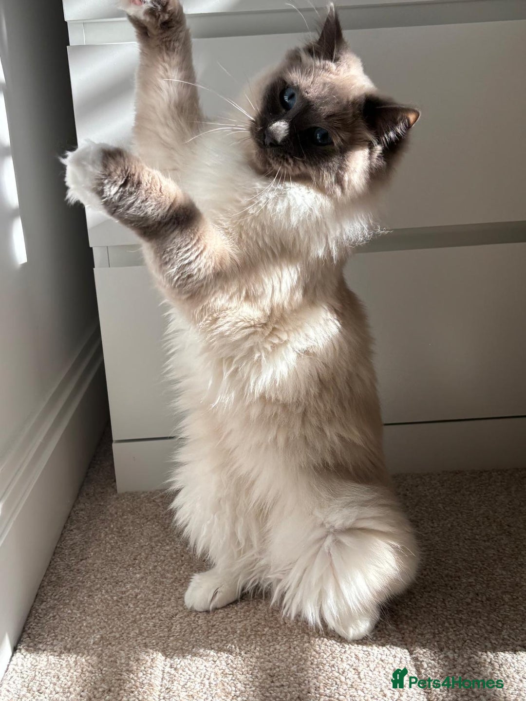 Ragdoll cats for sale: Male Ragdoll for sale - Image 2