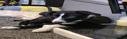 Border Collie dogs for sale: Male border collie in Hull - Advert 3