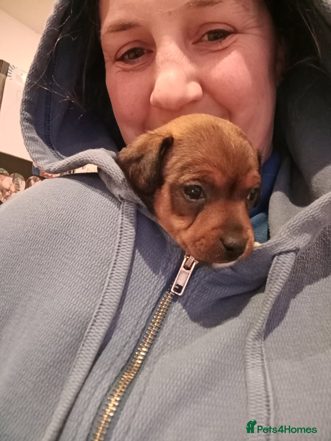 Jack Russell dogs for sale: Jack russell puppies - Advert 4