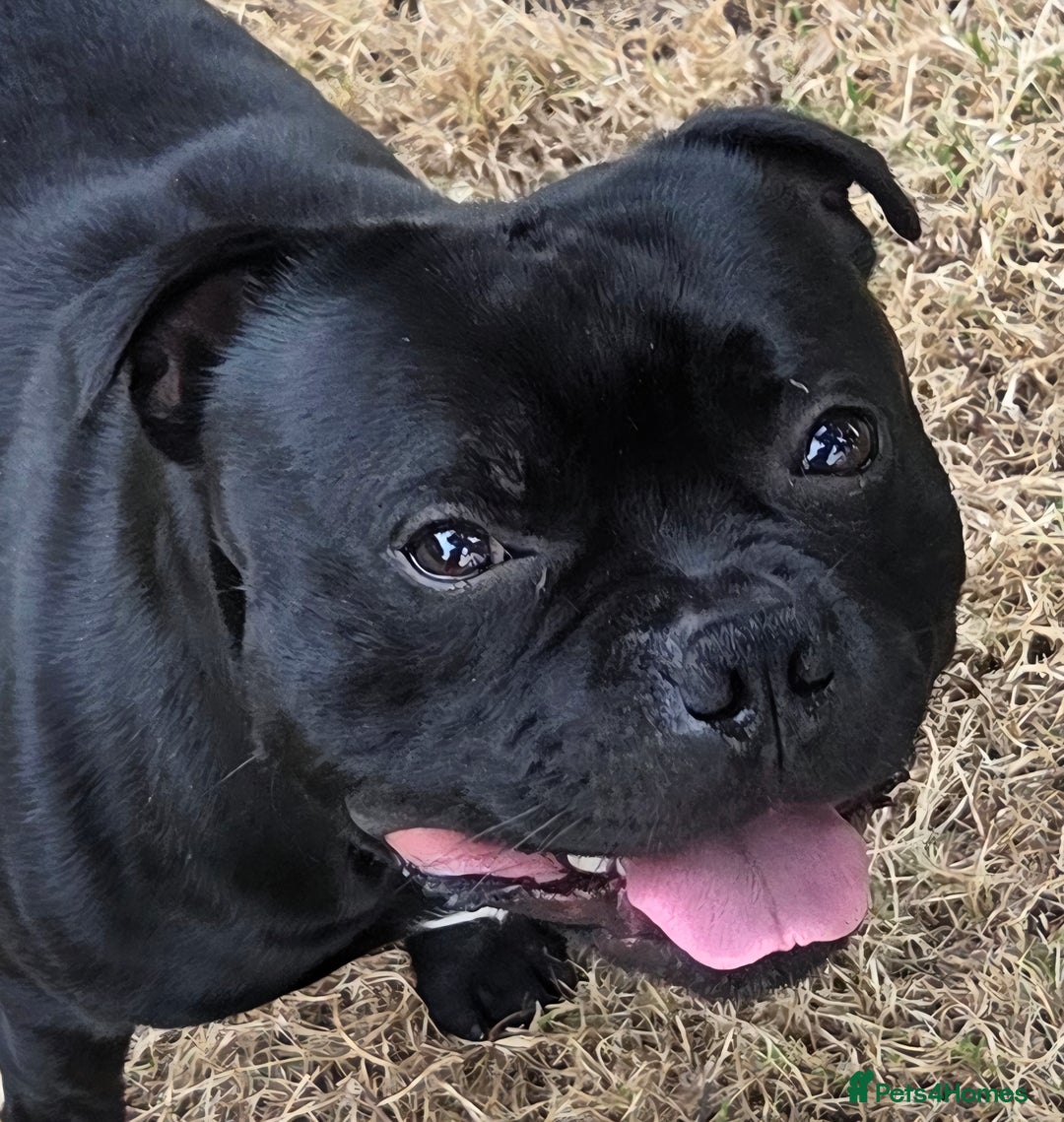 Staffordshire Bull Terrier dogs for stud: **OUTSTANDING**KC REGISTERED**MAXIMUS** - Advert 20