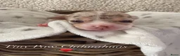 Chihuahua dogs for sale: Beautiful Chihuahua Puppies Raised in Loving Home - Advert 28