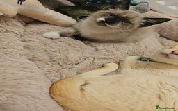 Mixed Breed cats for sale: Snowshoe Kitten Looking For His Forever Home - Image 6