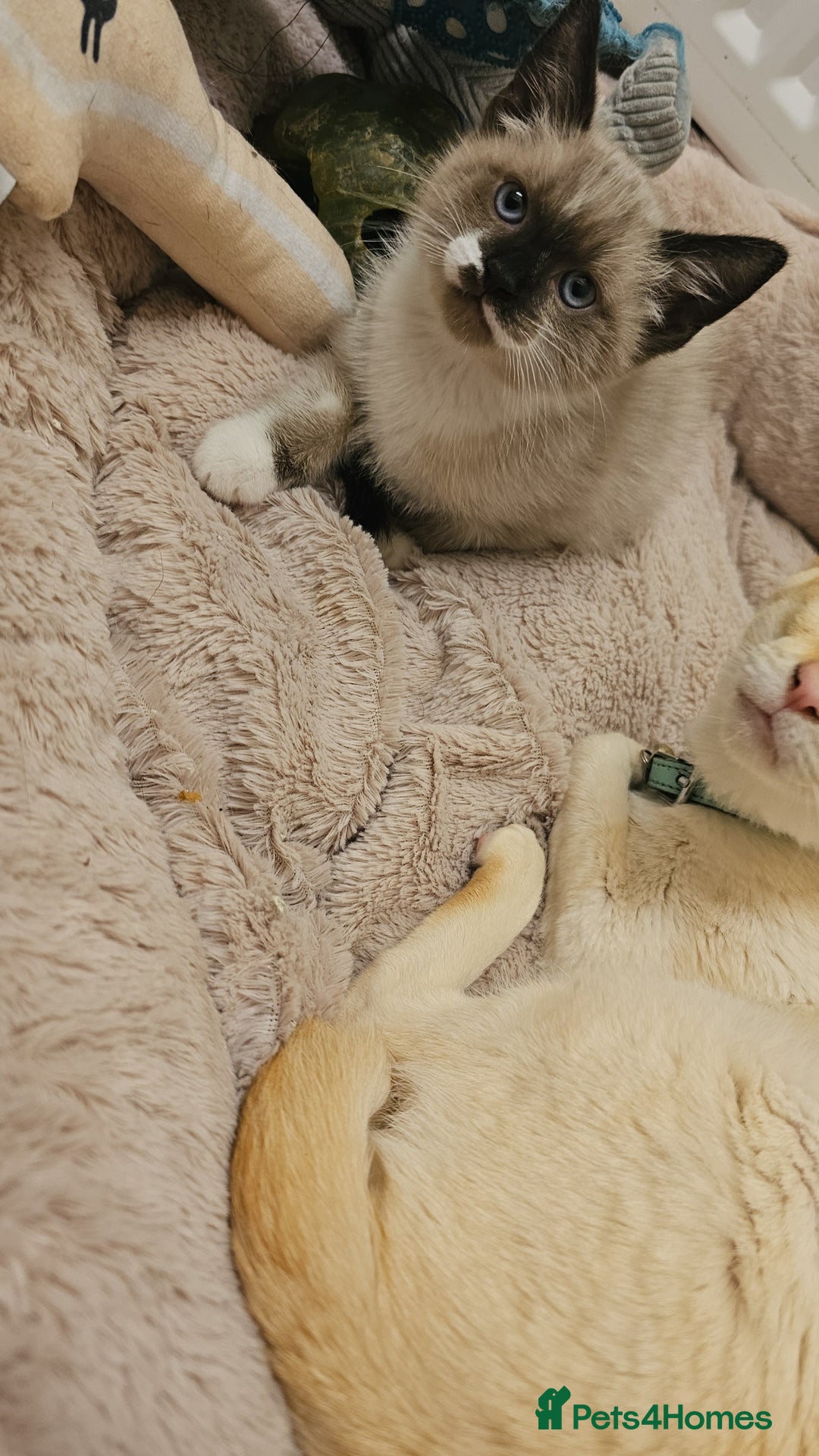 Mixed Breed cats for sale: Snowshoe Kitten Looking For His Forever Home - Image 6