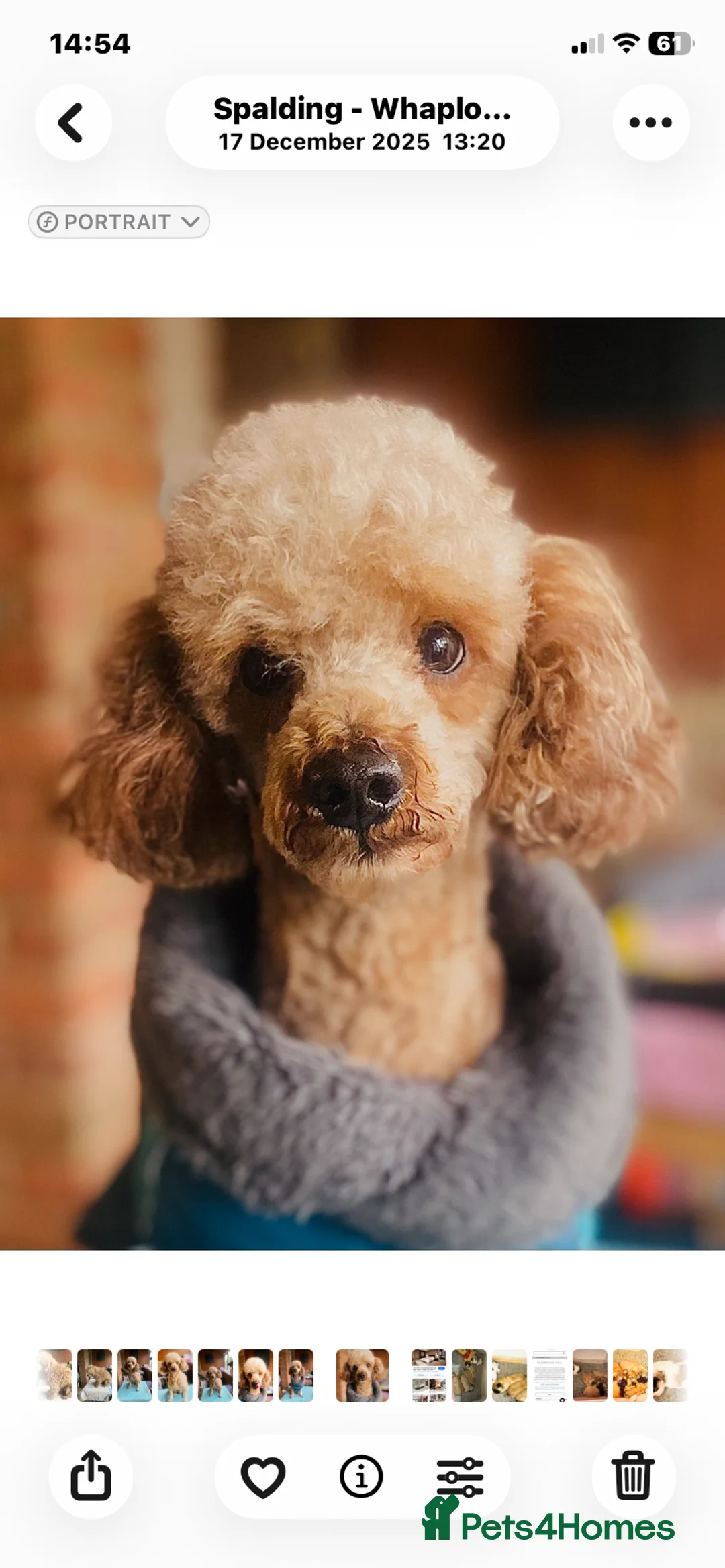 Maltipoo dogs for stud: 🌟HEALTH TESTED QUALITY STUDS IN LINCOLNSHIRE 🌟 - Advert 5