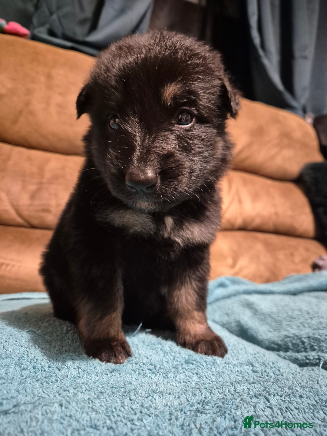 German Shepherd dogs for sale: KC German Shepherd Puppies Blue, White & Black/Tan - Image 21