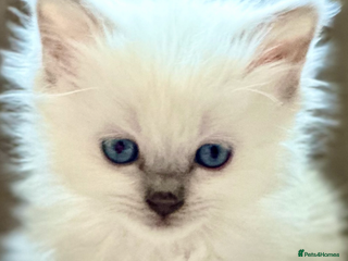 Ragdoll cats 🦋 LOVING GCCF KITTENS 🦋 - Advert 5