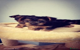 Yorkshire Terrier dogs for sale: Sweet Yorkshire Terriers — Ready to Snuggle! - Advert 4