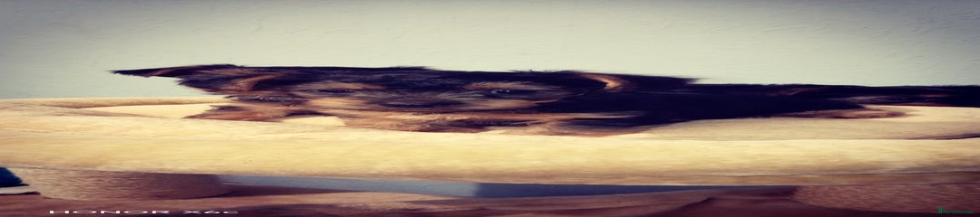 Yorkshire Terrier Puppy 2