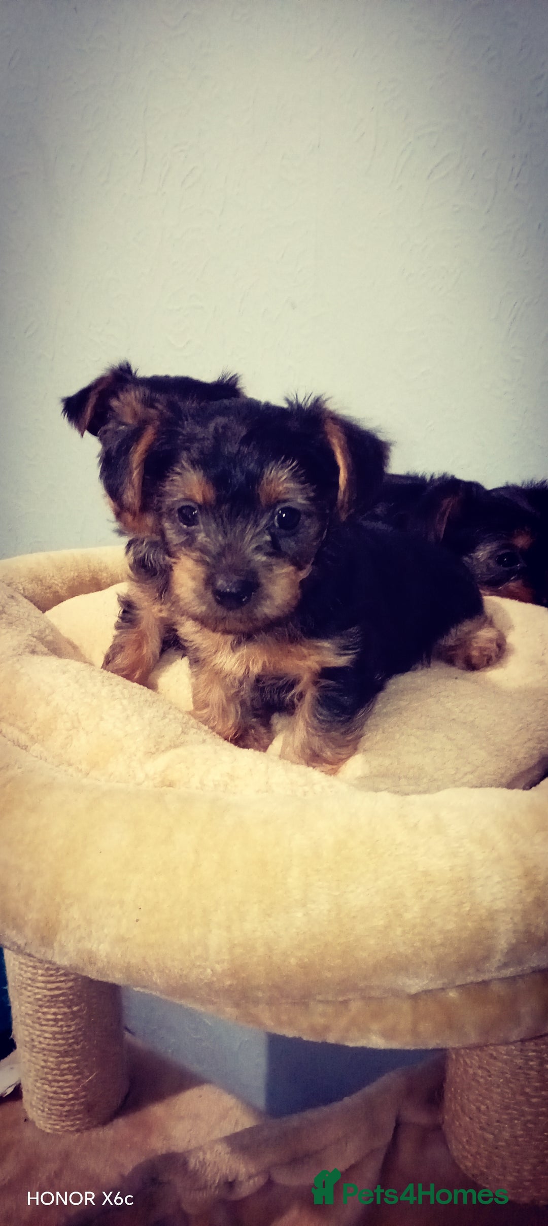 Yorkshire Terrier dogs for sale: Sweet Yorkshire Terriers — Ready to Snuggle! - Advert 4