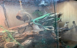 Monitor reptiles for sale: Green tree monitor  - Image 3