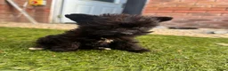 Mixed Breed dogs for sale: Yorkshire terrier x Biewer Terrier - Advert 7