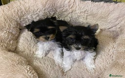 Yorkshire Terrier dogs for sale: York puppies for sale - Image 25