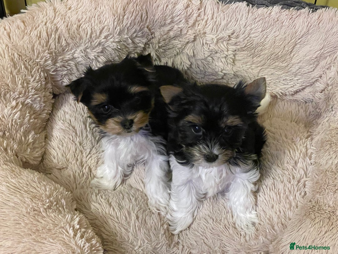 Yorkshire Terrier dogs for sale: York puppies for sale - Image 25
