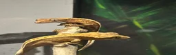 Gecko reptiles for sale: Baby Crested Geckos   - Advert 1