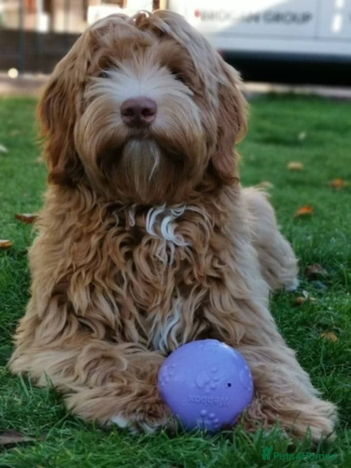 Australian Labradoodle dogs Tosha's puppies - Advert 2