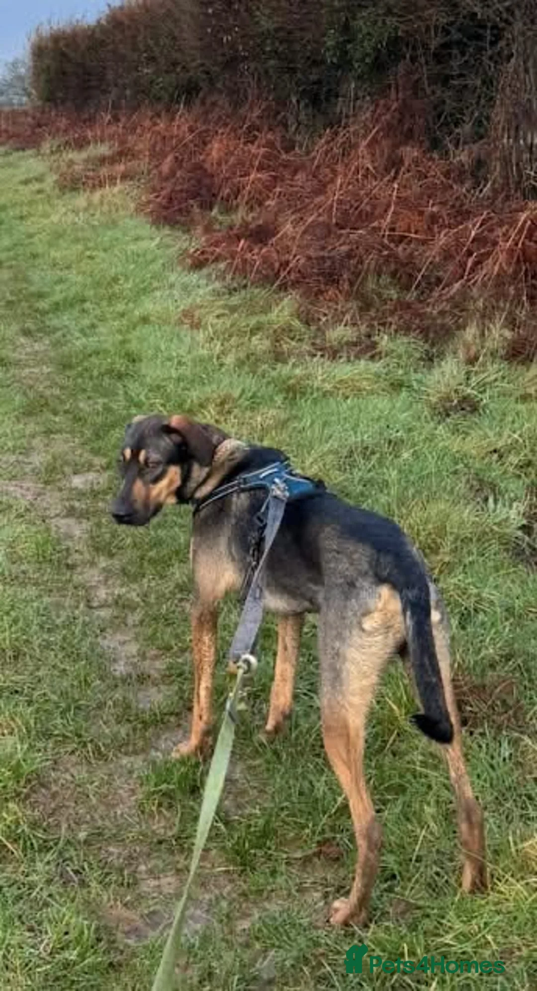 Mixed Breed dogs for adoption: Adonis the Greek handsome god  - Advert 3