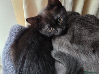 British Shorthair cats British Shorthair x Siberian Kittens - Advert 13