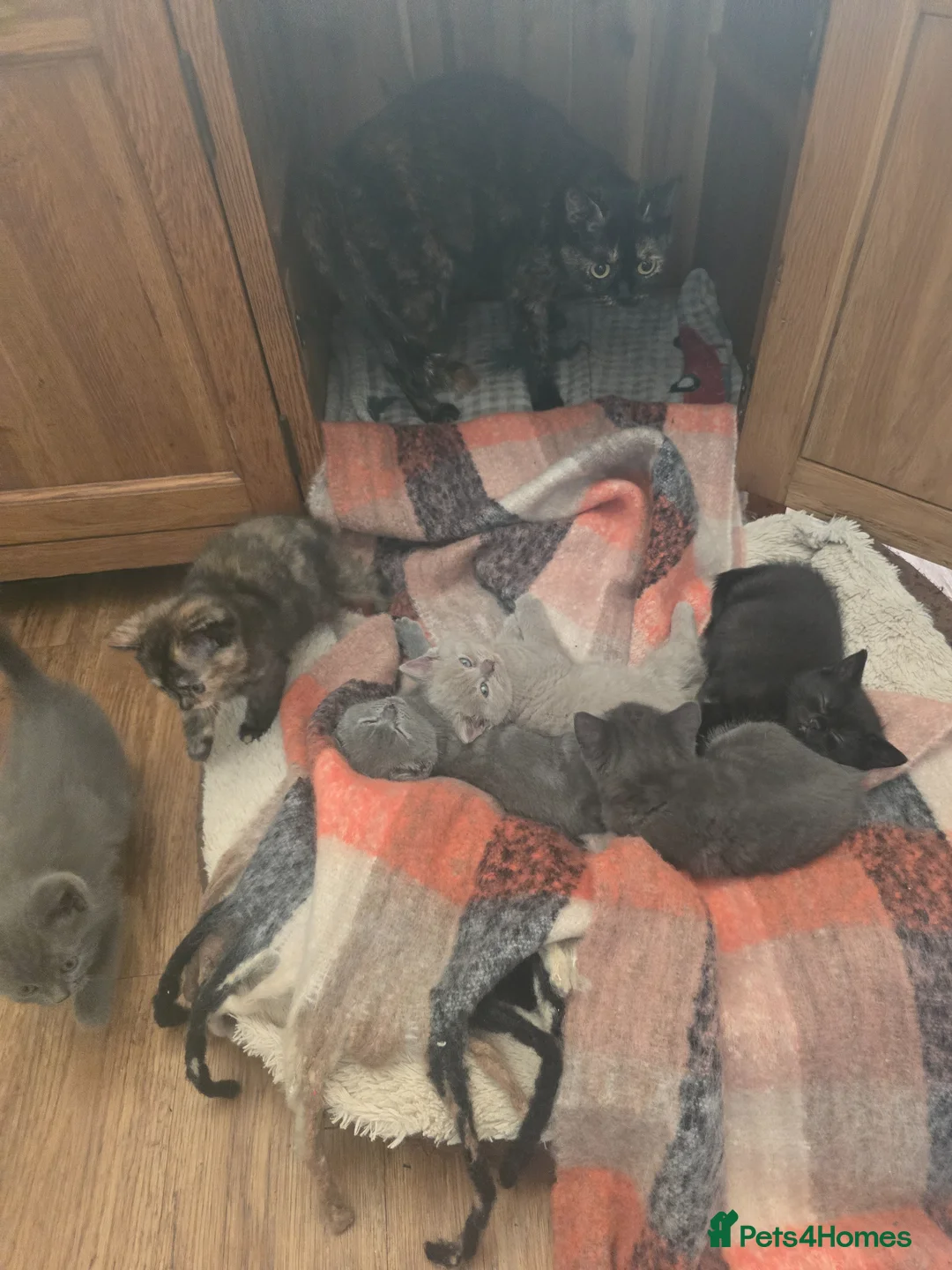 Mixed Breed cats for sale: 6 beautiful bubbly kittens Ready now in Frodsham - Advert 1