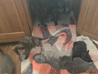 Mixed Breed cats 6 beautiful bubbly kittens Ready now - Advert 2