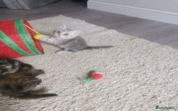 Persian cats for sale: Beautiful  silver shaded chinchilla Persian x bsh - Image 10