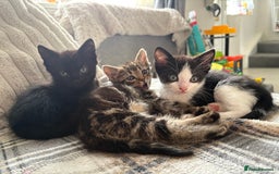 Ragdoll cats for sale: Ragdoll kitten - Advert 7