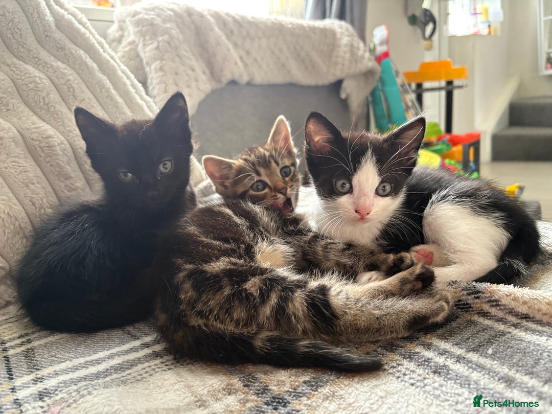 Ragdoll cats for sale: Ragdoll kitten - Advert 7