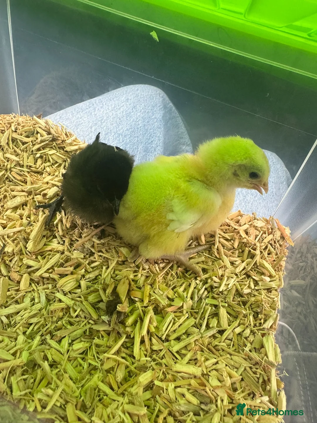 Chickens poultry for sale: Young Friendly Bresse Cockrel (Popcorn) - Advert 9