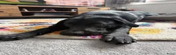 Labrador Retriever dogs for stud: Labrador stud - Advert 5