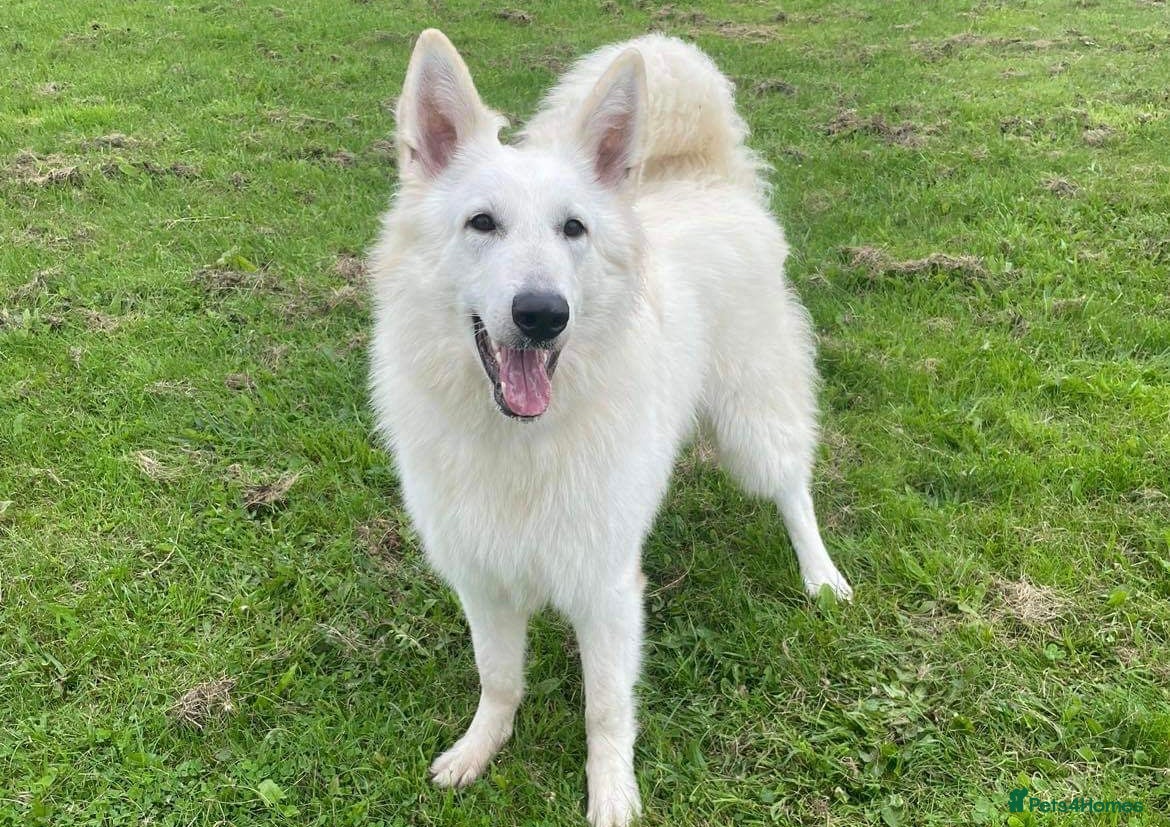 German Shepherd dogs Proven health tested White shepherd for stud only  in Leamington Spa - Advert 1